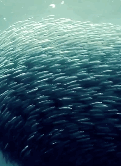 生当似鹏起终当如鲸落