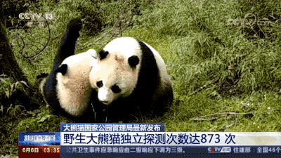 现实版"功夫熊猫"!旅居丹麦大熊猫"星二"逃出熊猫馆