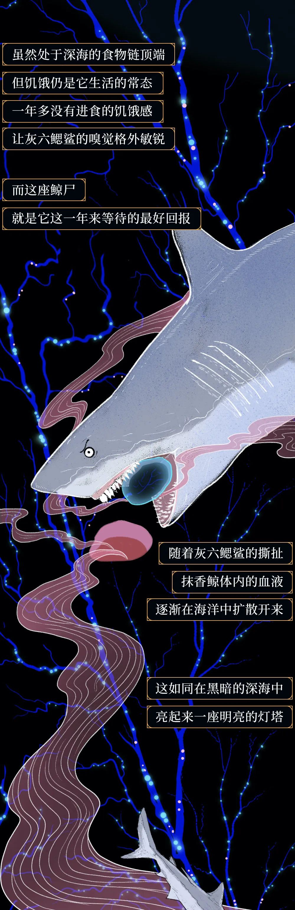 鲸落|世界上最浪漫的死亡曝光：一鲸落，万物生