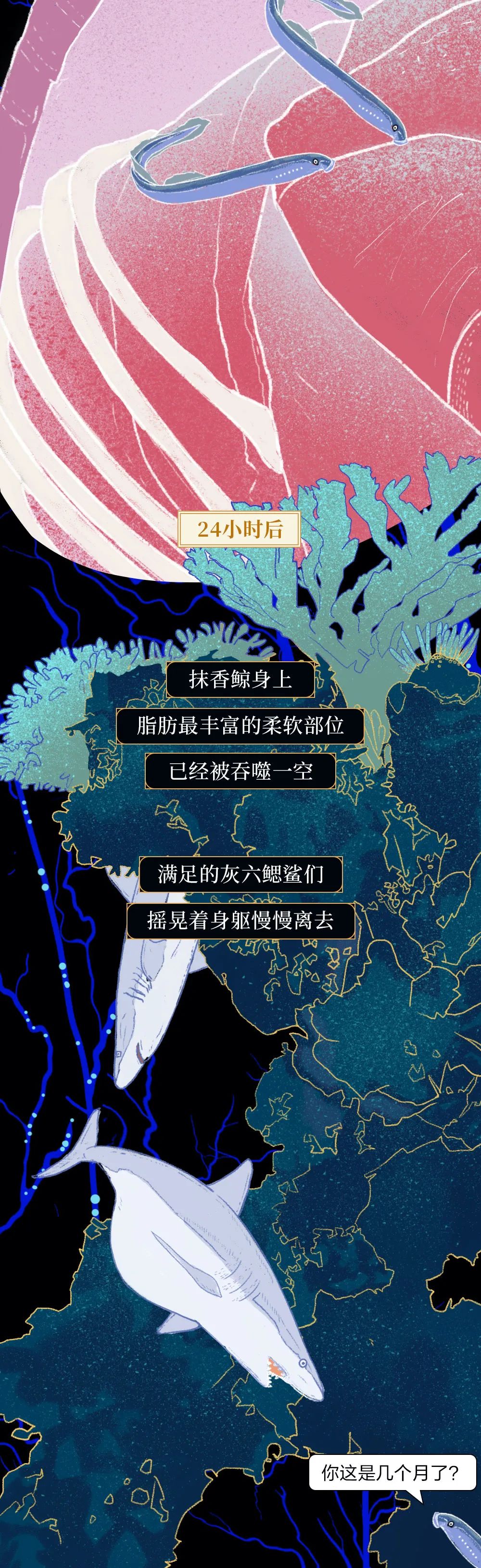 鲸落|世界上最浪漫的死亡曝光：一鲸落，万物生