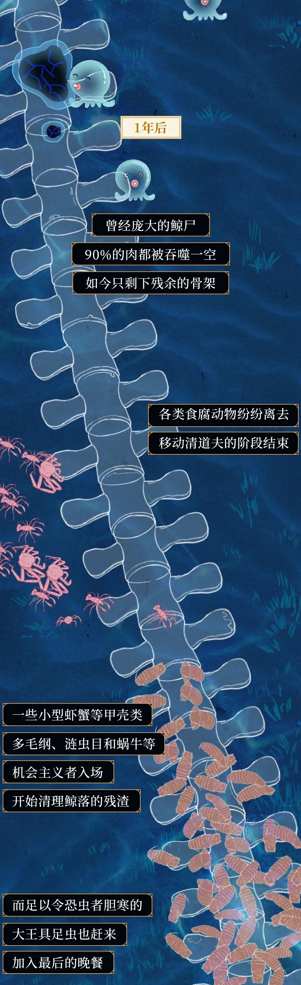 鲸落|世界上最浪漫的死亡曝光：一鲸落，万物生