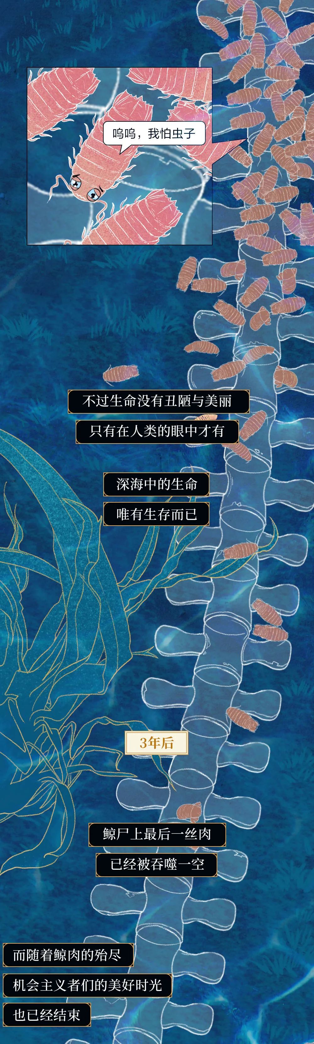 鲸落|世界上最浪漫的死亡曝光：一鲸落，万物生