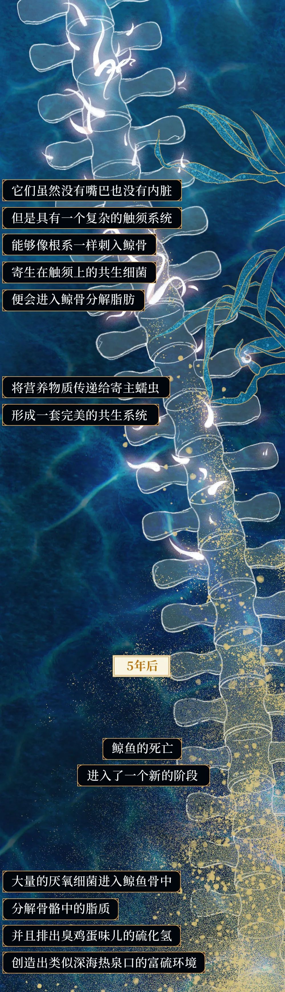 鲸落|世界上最浪漫的死亡曝光：一鲸落，万物生