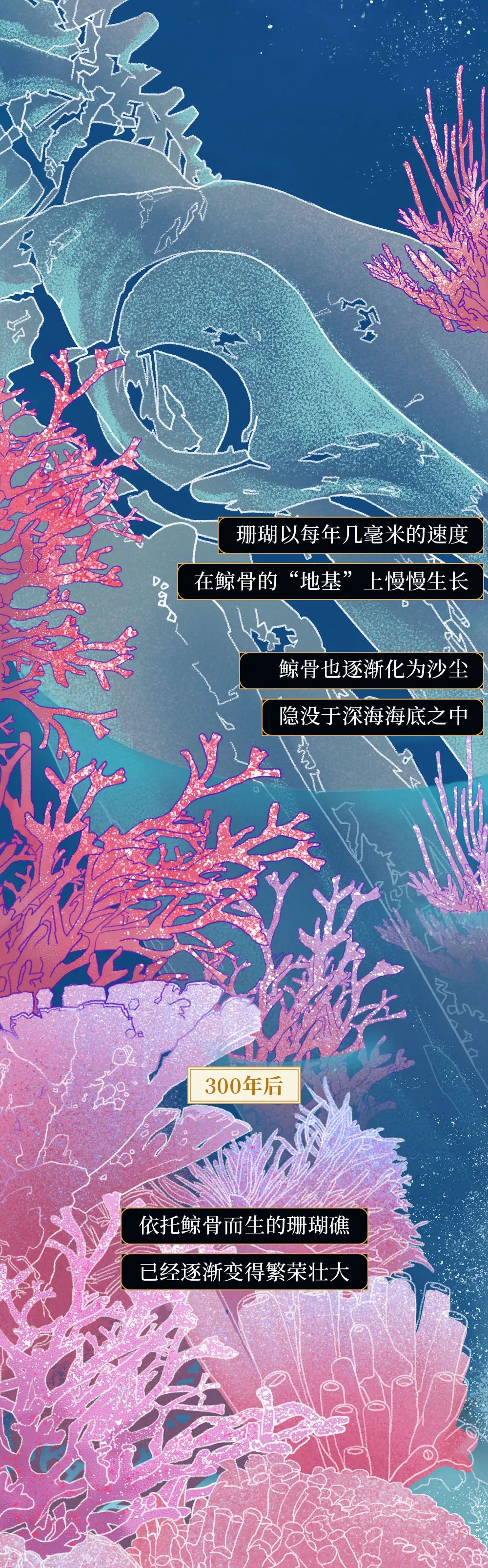 鲸落|世界上最浪漫的死亡曝光：一鲸落，万物生