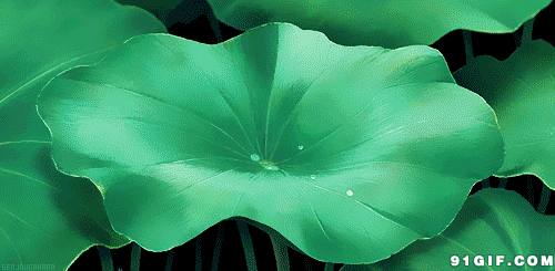 500_245gif 动态图 动图