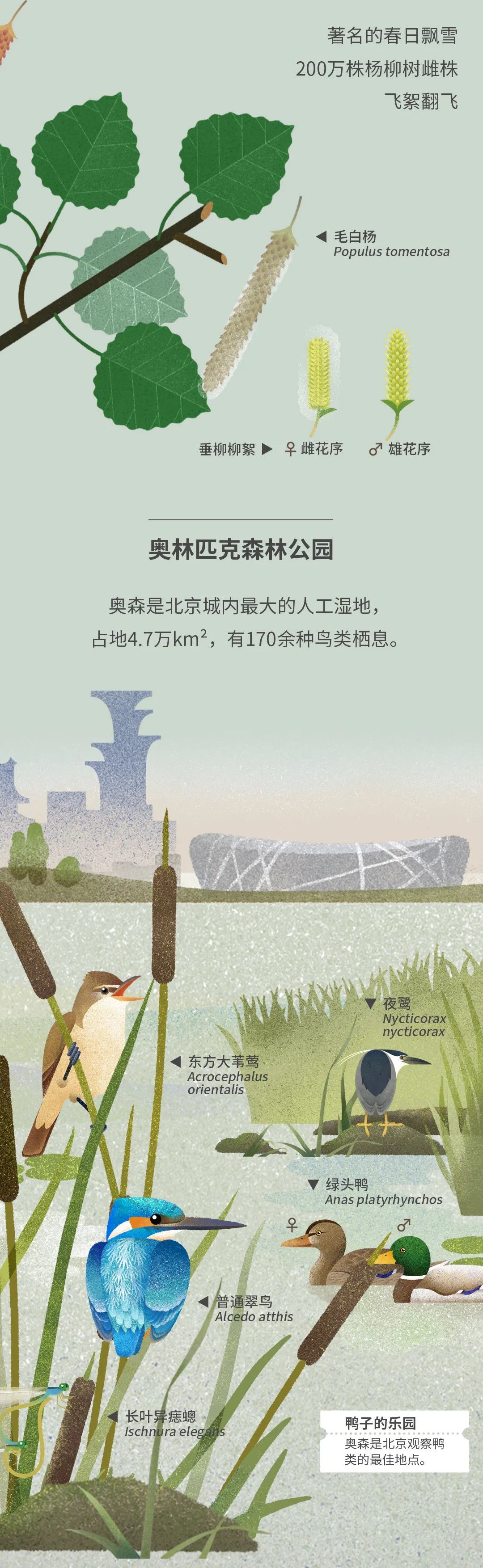 北京|北京城市自然生灵