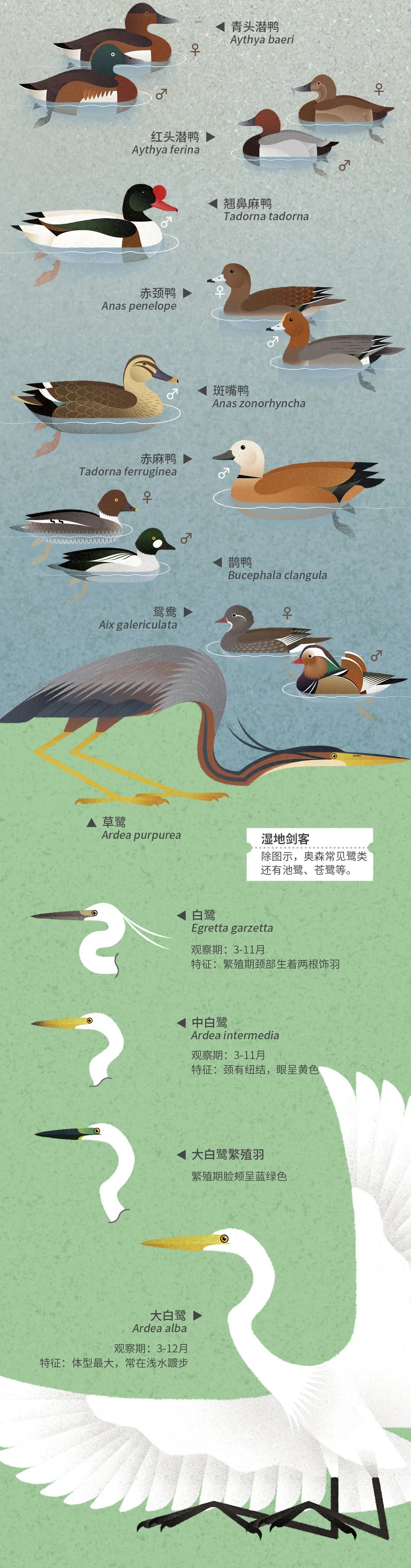 北京|北京城市自然生灵