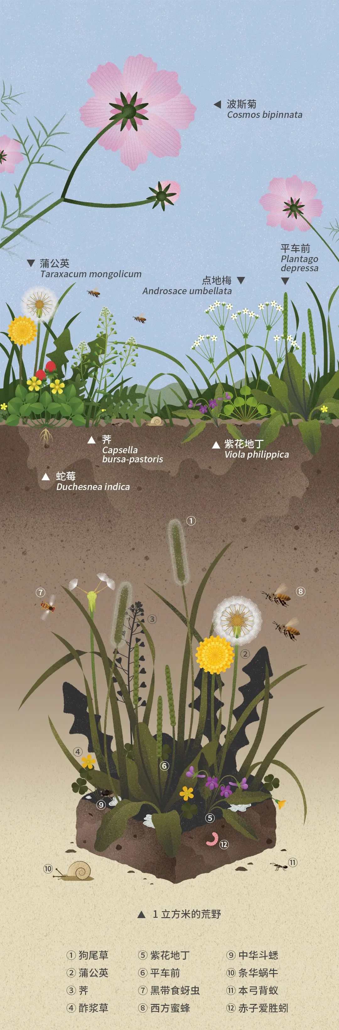 北京|北京城市自然生灵