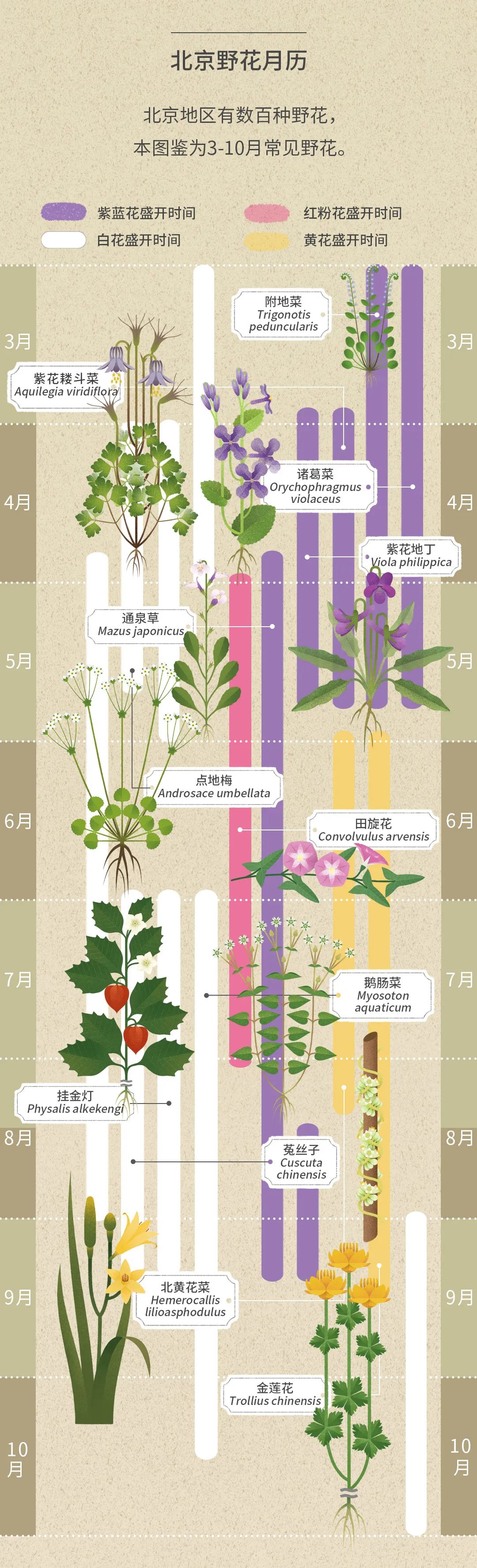 北京|北京城市自然生灵