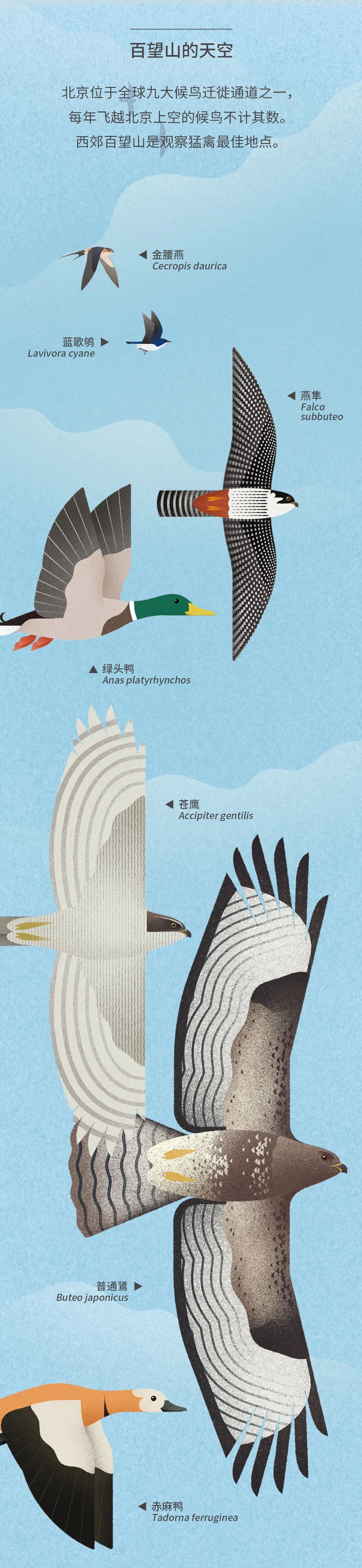 北京|北京城市自然生灵