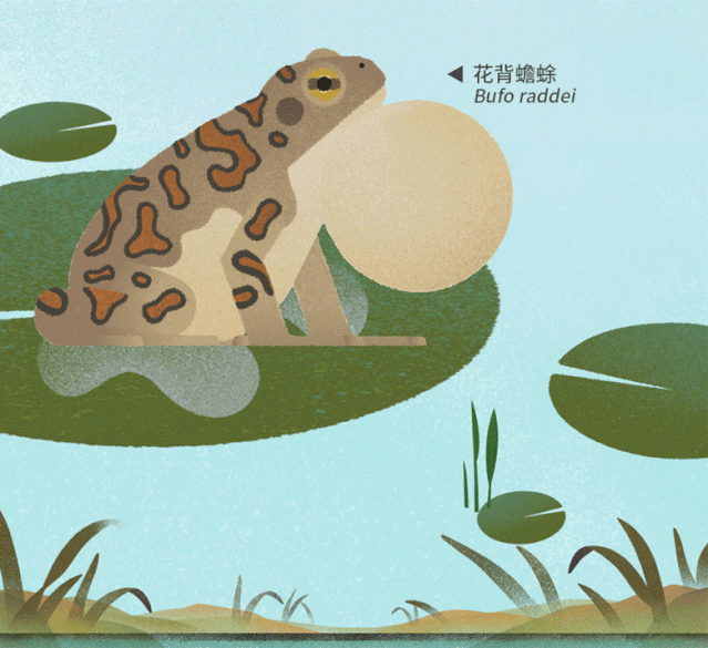 北京|北京城市自然生灵