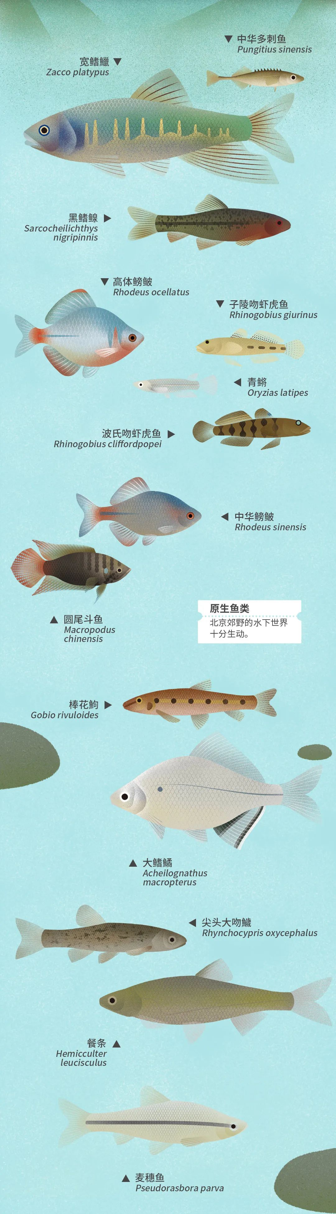 北京|北京城市自然生灵