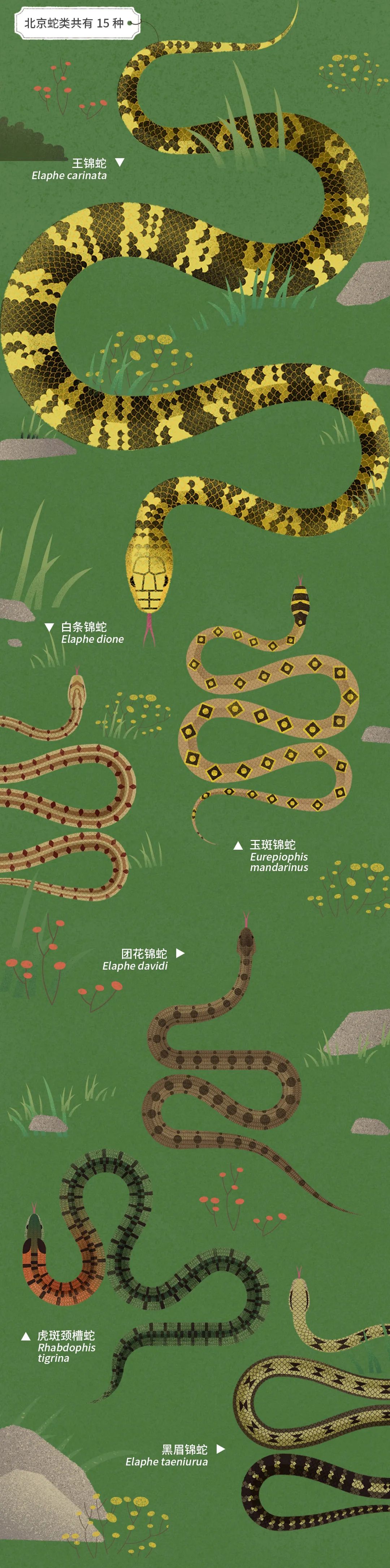 北京|北京城市自然生灵