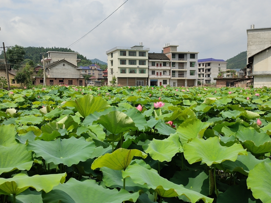 杨家边村,槎溪镇,新化县