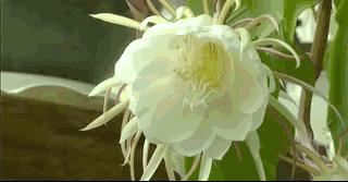 植物也有免疫力其免疫力从何而来