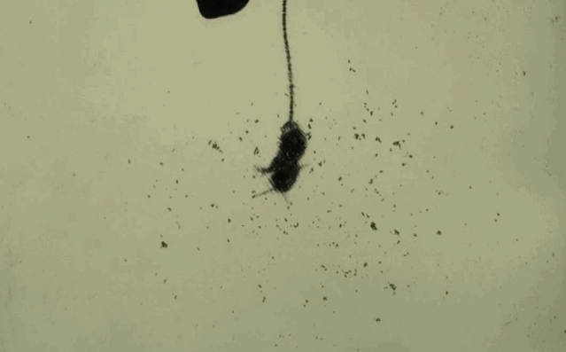 科学家|一个浪费科学家的自白：为什么我要研究这些“无用之物”？