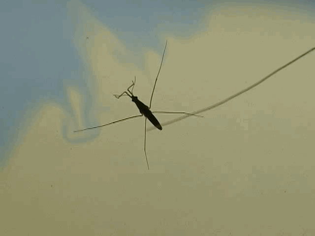 科学家|一个浪费科学家的自白：为什么我要研究这些“无用之物”？