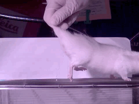 科学家|一个浪费科学家的自白：为什么我要研究这些“无用之物”？