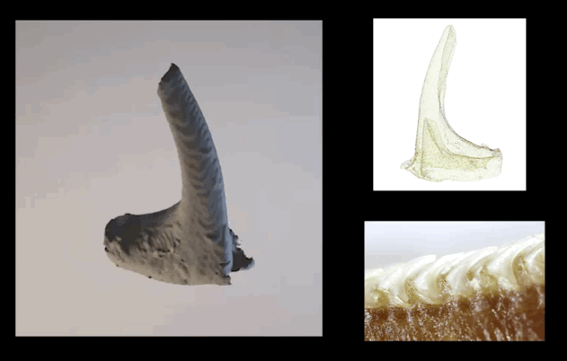 科学家|一个浪费科学家的自白：为什么我要研究这些“无用之物”？