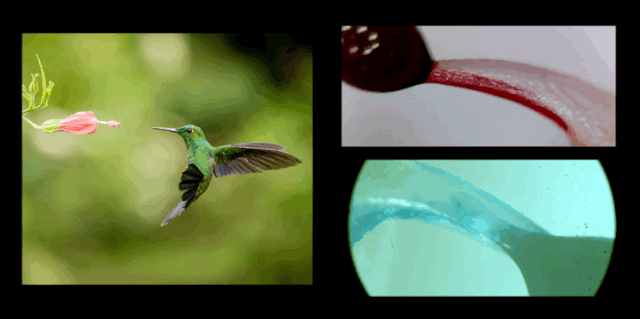 科学家|一个浪费科学家的自白：为什么我要研究这些“无用之物”？