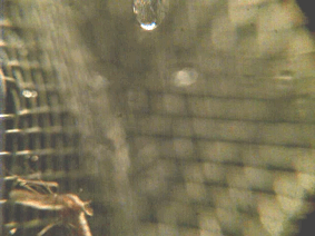 科学家|一个浪费科学家的自白：为什么我要研究这些“无用之物”？