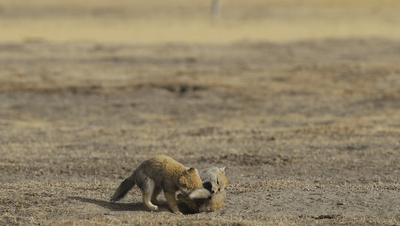 藏狐成长日记更新啦!它们如何选房安家?《秘境之眼》带您一探究竟