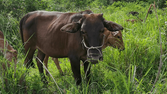 防城港"牛人"带动村民合力奔向"牛日子"_腾讯新闻