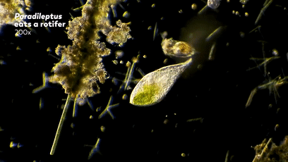 最终,还是吃货支配了世界!_腾讯新闻