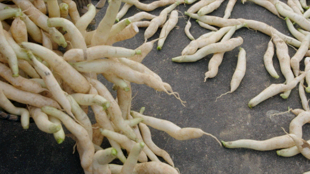 然而……错!耙齿萝卜雪白爽脆,一看就是广东人煲汤的好材料.