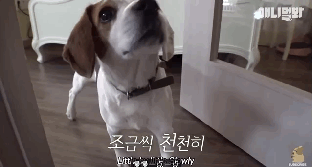 实验比格犬退役后面对新世界却迟迟不敢迈出一步