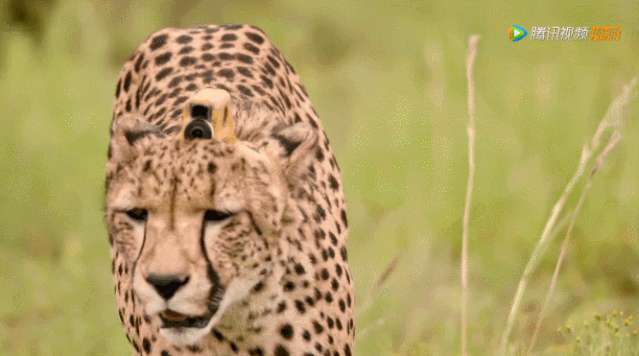 他们是三只猎豹,摄像机被顶在脑袋上,据说是因为科学家认为猎豹在高速