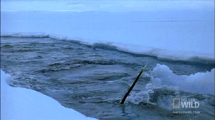 独角兽|他们捕杀的，是真正的独角兽