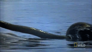 独角兽|他们捕杀的，是真正的独角兽