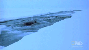 独角兽|他们捕杀的，是真正的独角兽