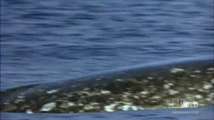 独角兽|他们捕杀的，是真正的独角兽