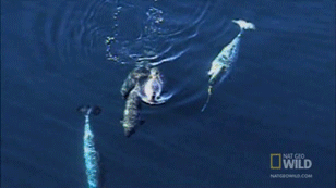 独角兽|他们捕杀的，是真正的独角兽