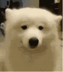微信动图表情包 动物图片
