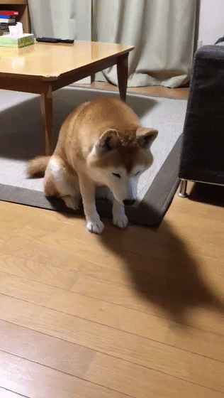 主人外出没带狗狗,柴犬的表情仿佛世界末日,你要抛家弃子吗?