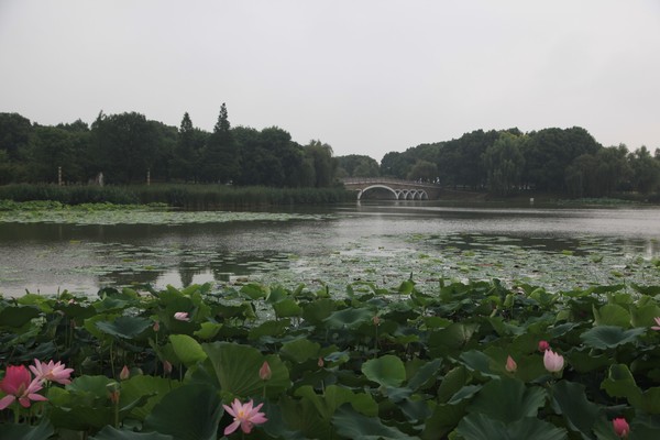 在安慶的市區,有一個菱湖風景區,這是安徽建成最早的園林式公園,屬於