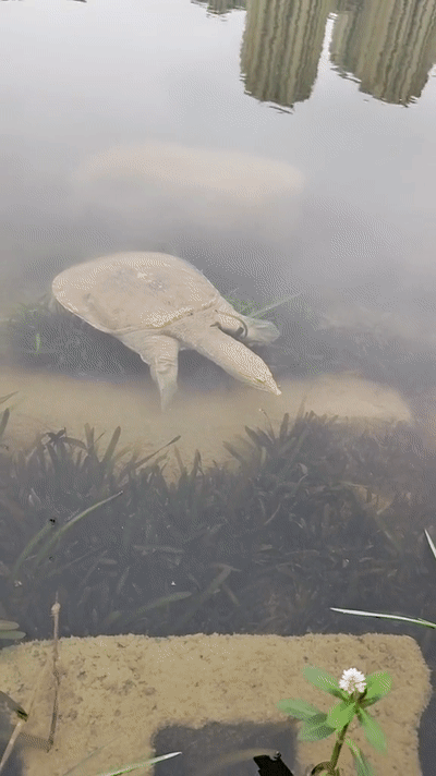 长沙梅溪湖现几十斤巨鳖多人目击可惜已死去多时