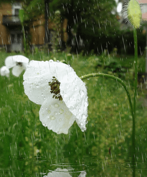 梅雨季如何养生看这一篇文章就够了