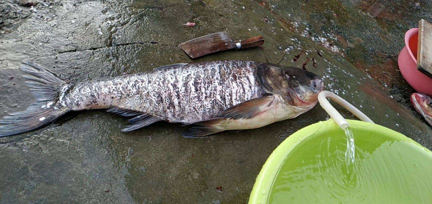 在農村集市買魚,自己拿魚回家做,魚販為啥就會不賣了?