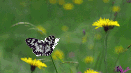 酒醉的蝴蝶到底有多火翻翻爸妈的快手你就知道了