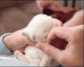 288_229gif 动态图 动图