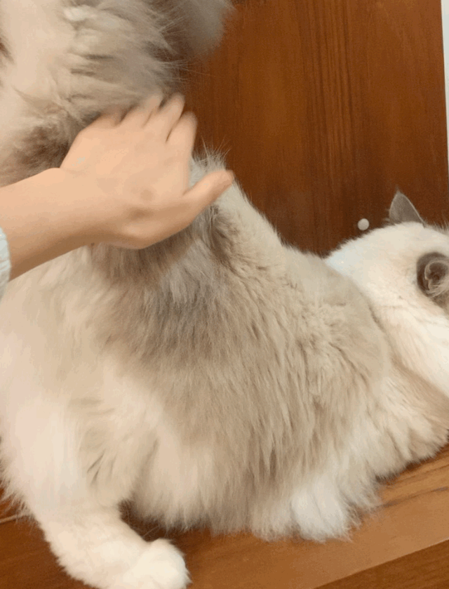 怎么rua猫才能让它们快乐似神仙老司机亲手教学