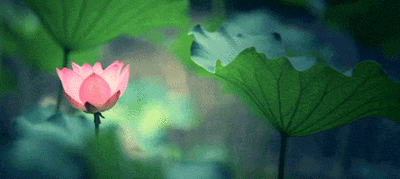 400_179gif 动态图 动图