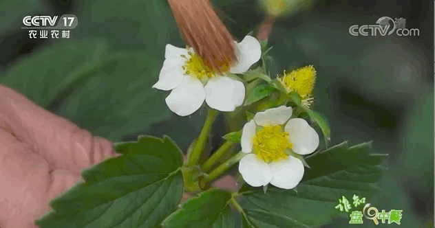 吃了这么多年的草莓才知道它不是果实而是个托