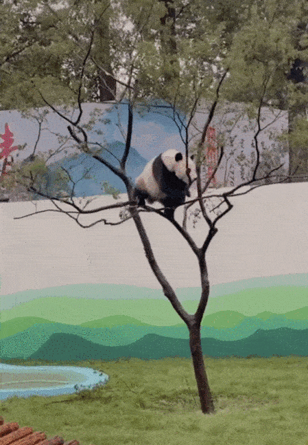 这只喜欢爬高高的熊猫,居然没有掉下来,还能做高难度动作,爱了爱了