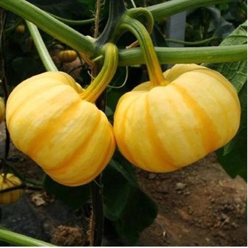 农户种什么能赚钱?推荐这种迷你小南瓜,产量高,效益好