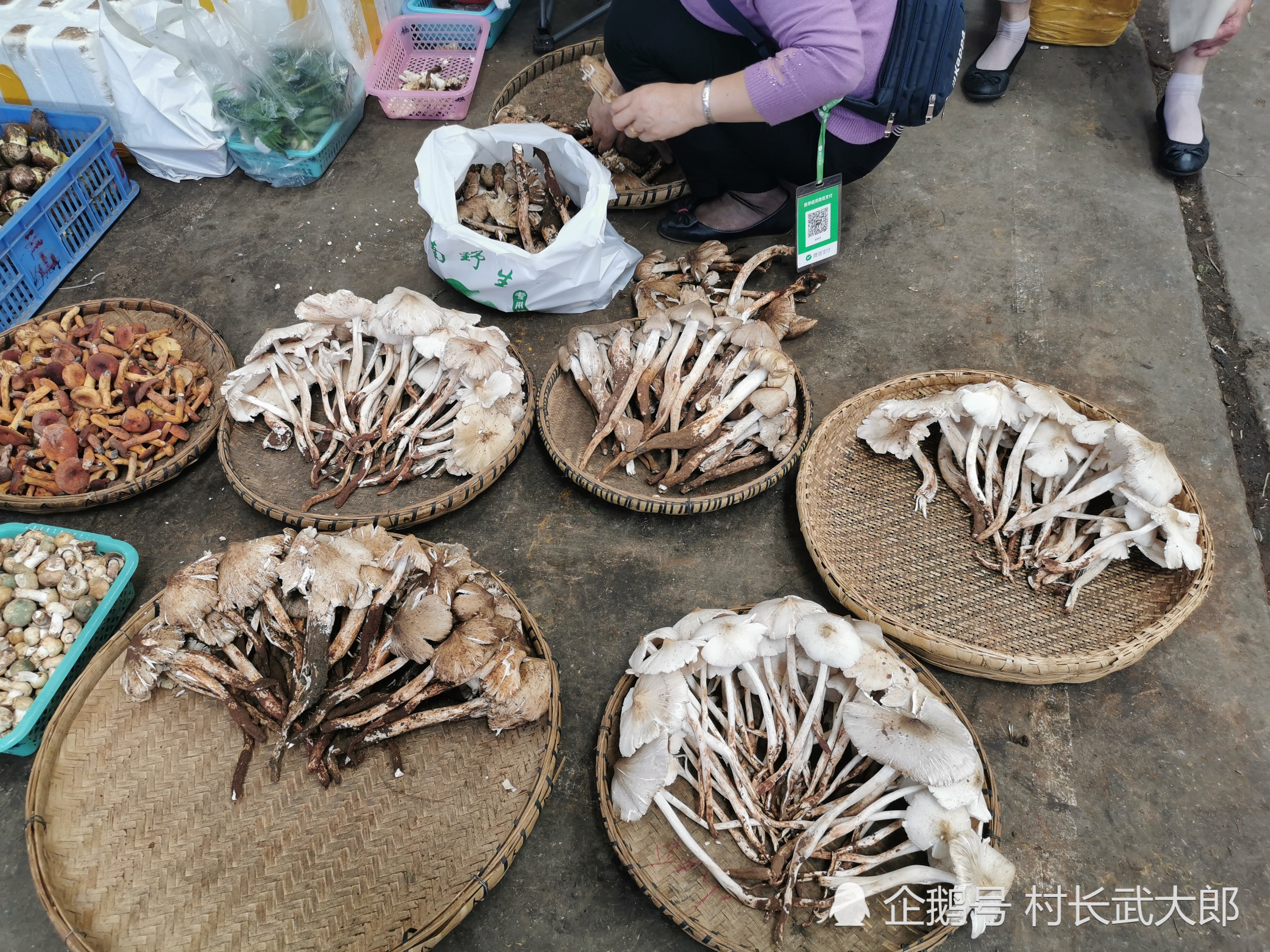 每年的7月份,是云南人最快乐的时光,云南人的快乐之一便是吃菌子